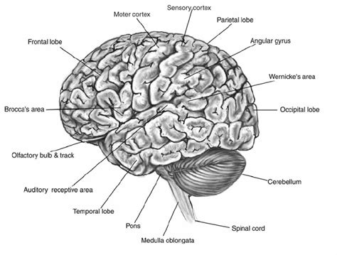 A traditional map of basic cortical regions (Illustrations, 2010) | Download Scientific Diagram