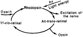 Rhodopsin | Article about Rhodopsin by The Free Dictionary