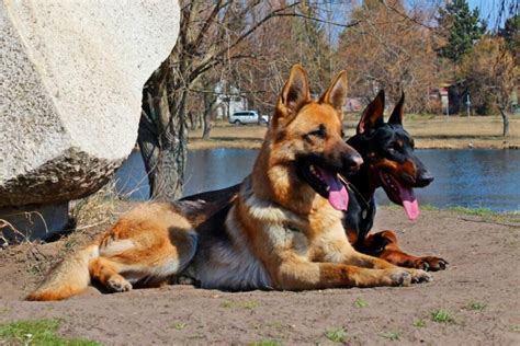 Doberman Vs German Shepherd - Which Is Better For You?