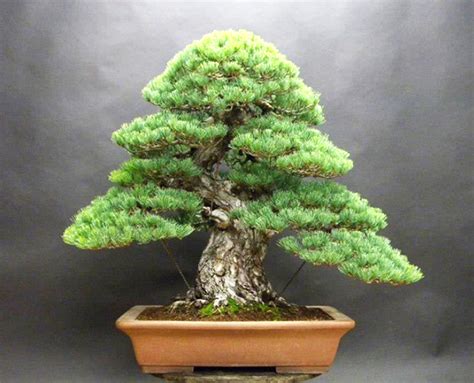 Japanese White Pine Bonsai | Bonsai Bark