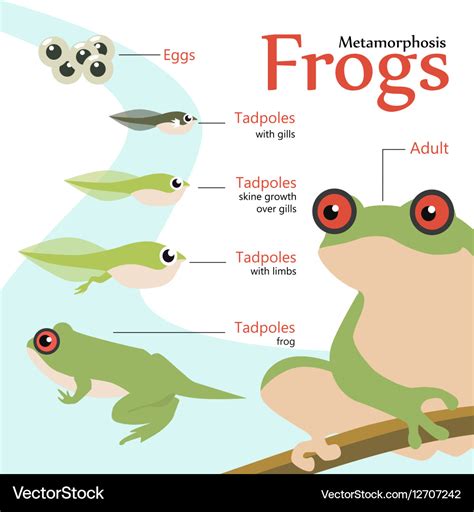 Metamorphosis life cycle of a frog Royalty Free Vector Image