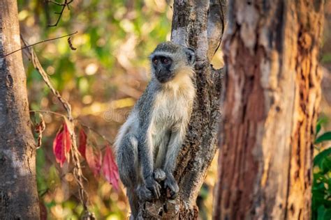 Monkey Over Trunk in Arashiyama Mountain Stock Photo - Image of viewpoint, kyoto: 112260252