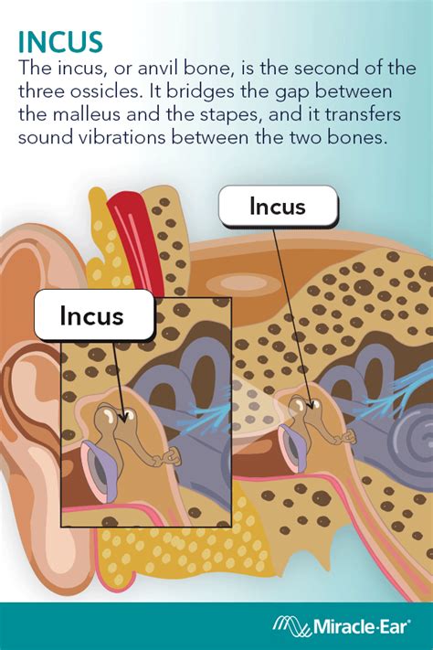 Anatomy of the Ear from Our Experts | Miracle-Ear | Ear anatomy, Hearing health, Ear