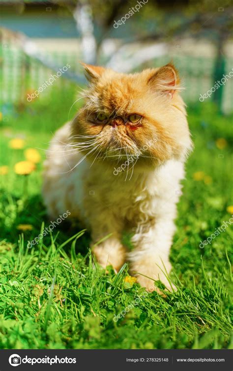 Red persian cat in the green grass. Stock Photo by ©nuclear_lily 278325148