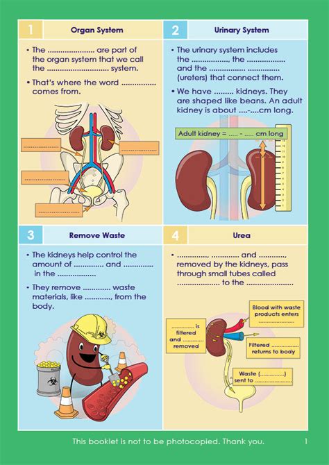 GCSE/KS4 Biology | Kidney Function | Resources For Dyslexics