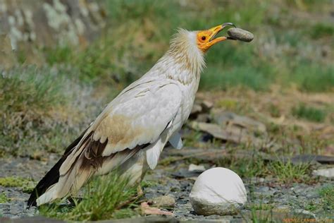 Egyptian Vulture: habitat, characteristics and curiosities