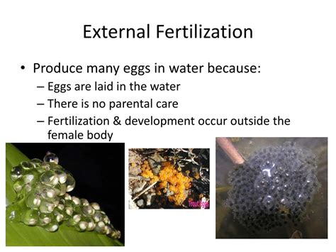 PPT - Internal vs External Fertilization & Development PowerPoint Presentation - ID:1447493