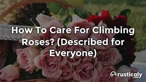 How To Care For Climbing Roses? (Explanation Inside!)