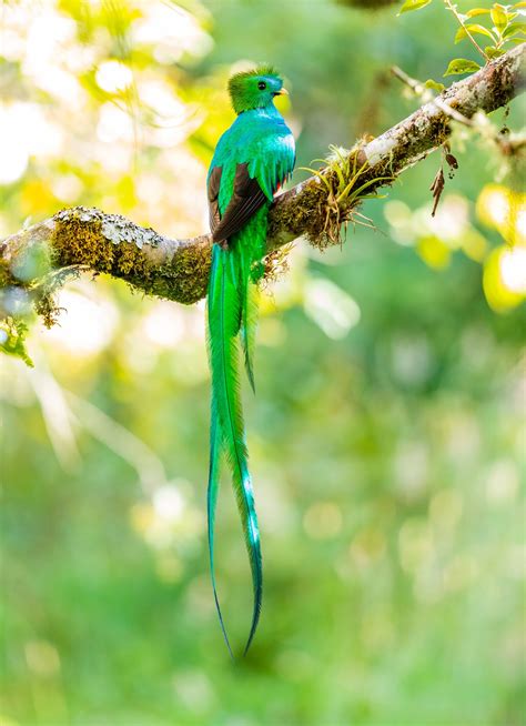 How to Spot a Quetzal in Panama — The Lost and Found Jungle Hostel