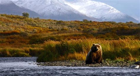 Wildlife Viewing in Denali National Park: Tips from Local Experts