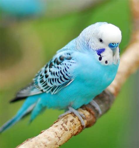 Blue bird parrot - All Different Types Of Blue Parrots