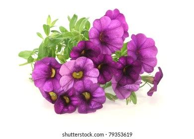 Bouquet Purple Petunias On White Background Stock Photo (Edit Now) 79353619