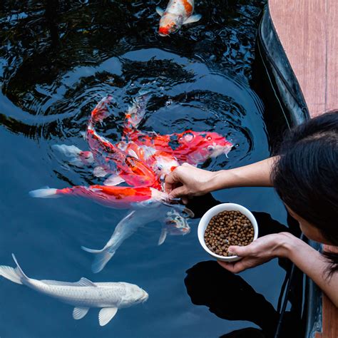 A Guide to Hand Feeding Your Koi | Next Day Koi