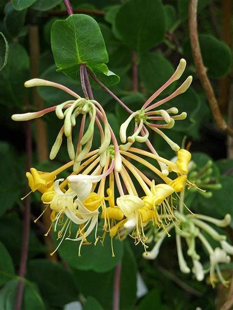 23 Different Types of Honeysuckle Varieties You Can Grow