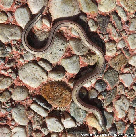 California Legless Lizard (Anniella pulchra)