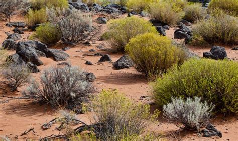 Desert scrub, plenty of inspiration! | Terrarium decor, Landscape, Forest garden