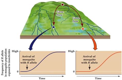 Evolution & Ecology: Natural selection, Gene flow, Speciation, Drift ...