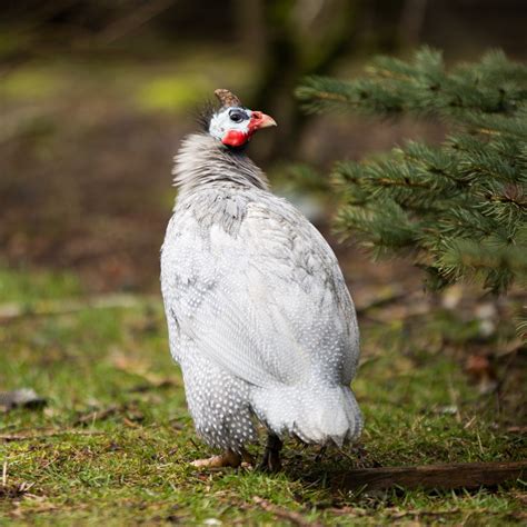 Helmeted Guineafowl