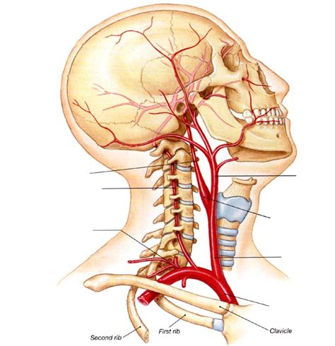 Diagram of Major Arteries: Head and Neck | Quizlet