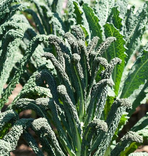 Lacinato Kale Seeds – West Coast Seeds