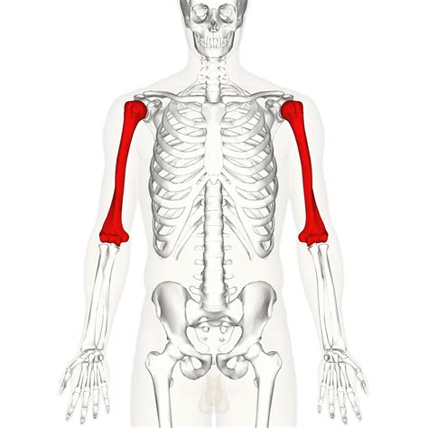 Which region of the skeleton contains the humerus? | Socratic