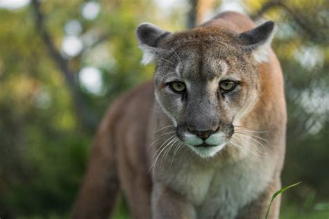 Mountain lion killed by jogger after attack during run | Nation and ...