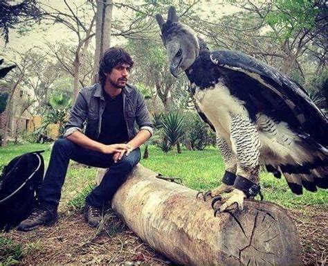 The sheer size of this Harpy Eagle! - 9GAG