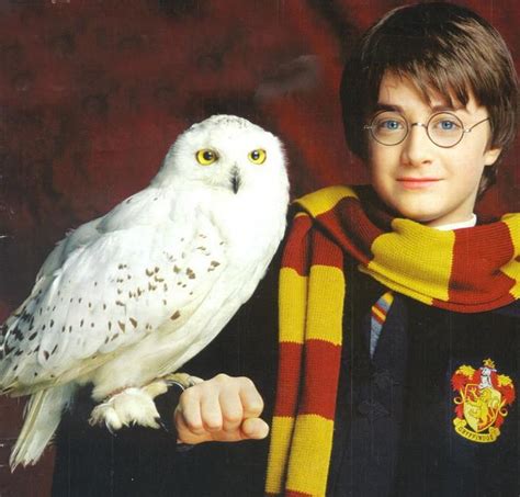 Did you know that Hedwig was played by three male owls? | Harry potter ...