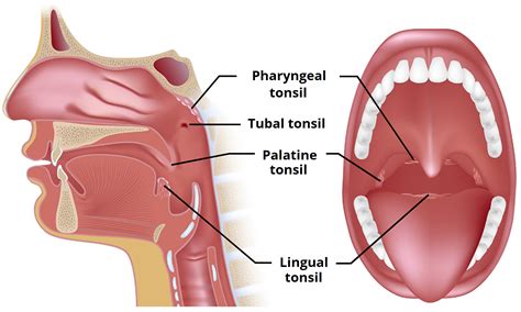 The Tonsils (Waldeyer's Ring) - Lingual - Pharyngeal - Palatine - Tubal - TeachMeAnatomy