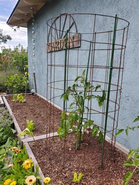 How to Make a DIY Tomato Cage: Sturdy, Easy & Cheap! ~ Homestead and Chill