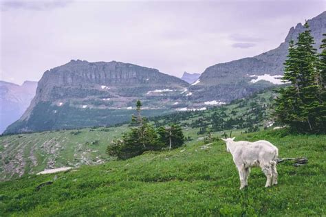 The Best Place to See Wildlife in Glacier National Park – Public Lands Journal