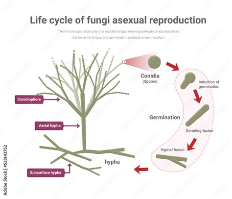 A Life Cycle Of Fungi Asexual And Sexual Reproduction Of Fungi Most | My XXX Hot Girl