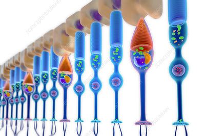 Rod and cone photoreceptor cells, illustration - Stock Image - F018/4741 - Science Photo Library