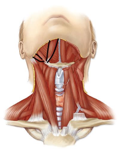 Laryngeal Muscles and Pictures Flashcards | Quizlet