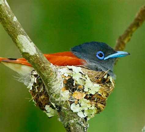 African Paradise Flycatcher - Whole Earth Education