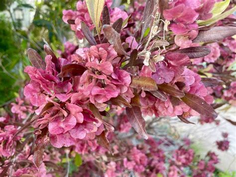 Sapindaceae or Soapberry Family | Online Flower Garden