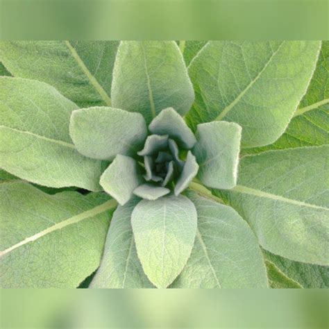 Health Benefits of Mullein Leaves in 2021 | Medicinal wild plants, Herbal treatment, Herbalism