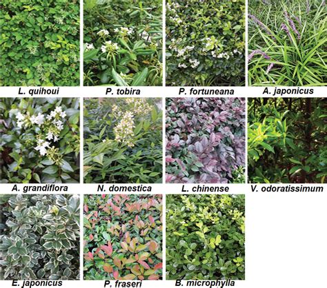 Effect of Common Ornamental Plants on the Survivorship and Fecundity of ...