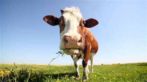 Microbes in cow stomachs can help recycle plastic | Live Science