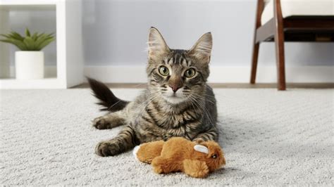 Chewy sale: get up to 50% off toys, treats and more for your pet | CNN Underscored