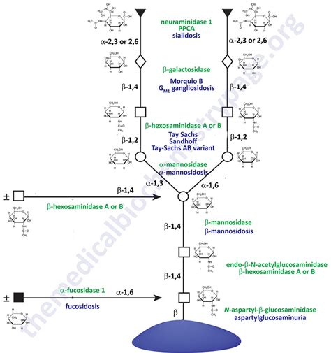 Glycoproteins: Synthesis and Clinical Consequences - The Medical Biochemistry Page