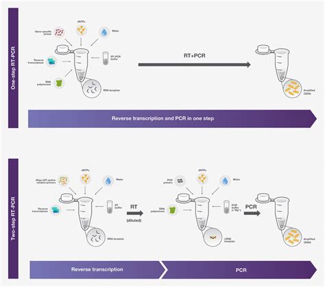 How COVID-19 RT-PCR Test Works? Principle and Protocol