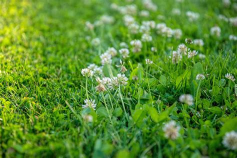 Clover Lawns: 15 Things to Know Before Growing