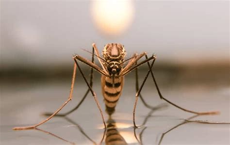 Why Mosquito Season In Florida Lasts Almost Year-Round