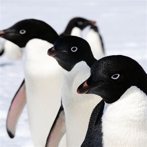 Millions of Adélie penguins call Antarctica home — Australian Antarctic Program (News 2017)