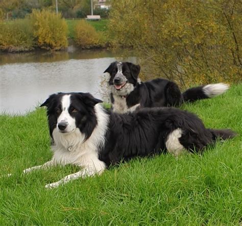 Épinglé par Amanda Hjeresen sur Cuteness!! | Border collie