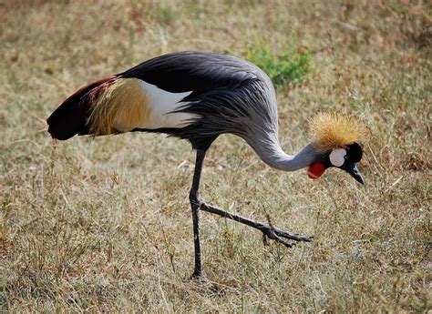 10 of the Largest Birds in the World | Fun Animals Wiki, Videos ...