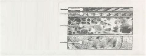 Handout: Evolution of Fish Scales (Cosmoid scales) Diagram | Quizlet