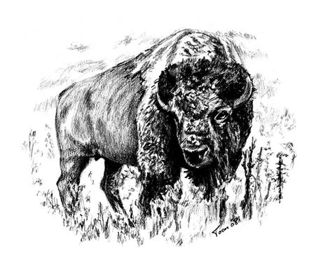 Buffalo Drawing by Toon De Zwart