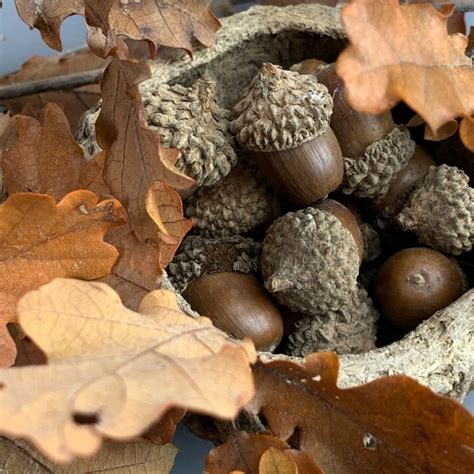 Oak Tree Acorns in 160 gram bags, Natural, dried floral deco